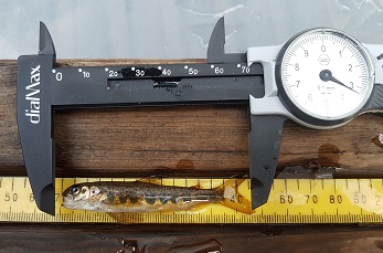 Comparing salmon fry length and weight in treated and untreated sites
