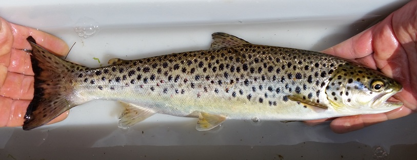 Measuring the weight and length of a post-smolt sea trout