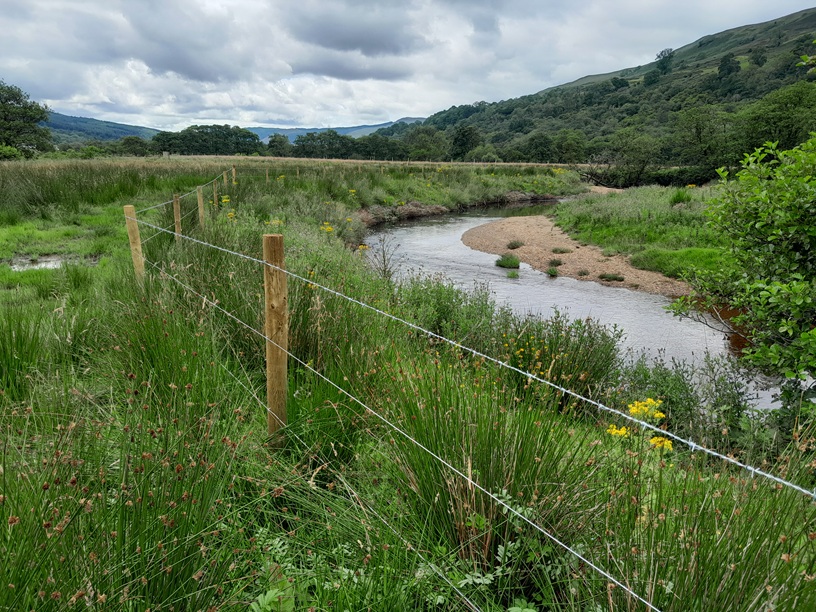 New fencing of a restored riverbank