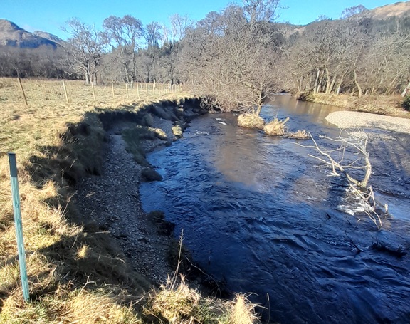 Collapsed riverbanks and fallen trees are a new feature of the River Eachaig as large amounts of riverbed sediments deposit in the channel
