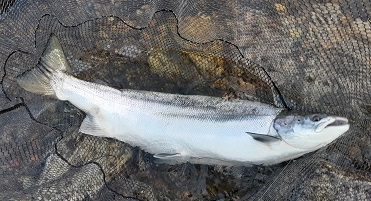 Returning adults with a PIT tag will be recorded at the Awe Barrage fish pass