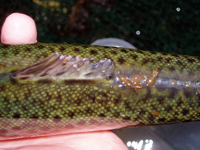 Some trout have sea lice and fin damage caused by grazing
