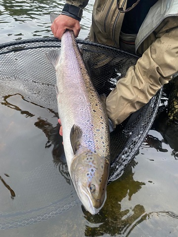 A sampled rod caught Atlantic salmon ready for release