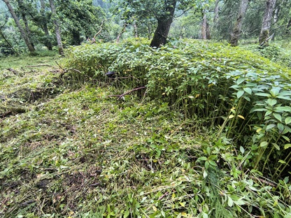 Dense patch of Himalayan Balsam being treated
