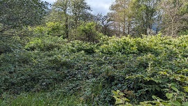 Dense patch of Japanese knotweed before treatment