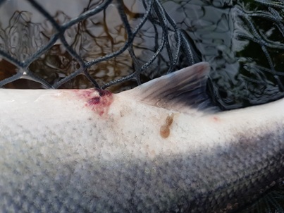 Signs of red vent disease on a fresh run salmon