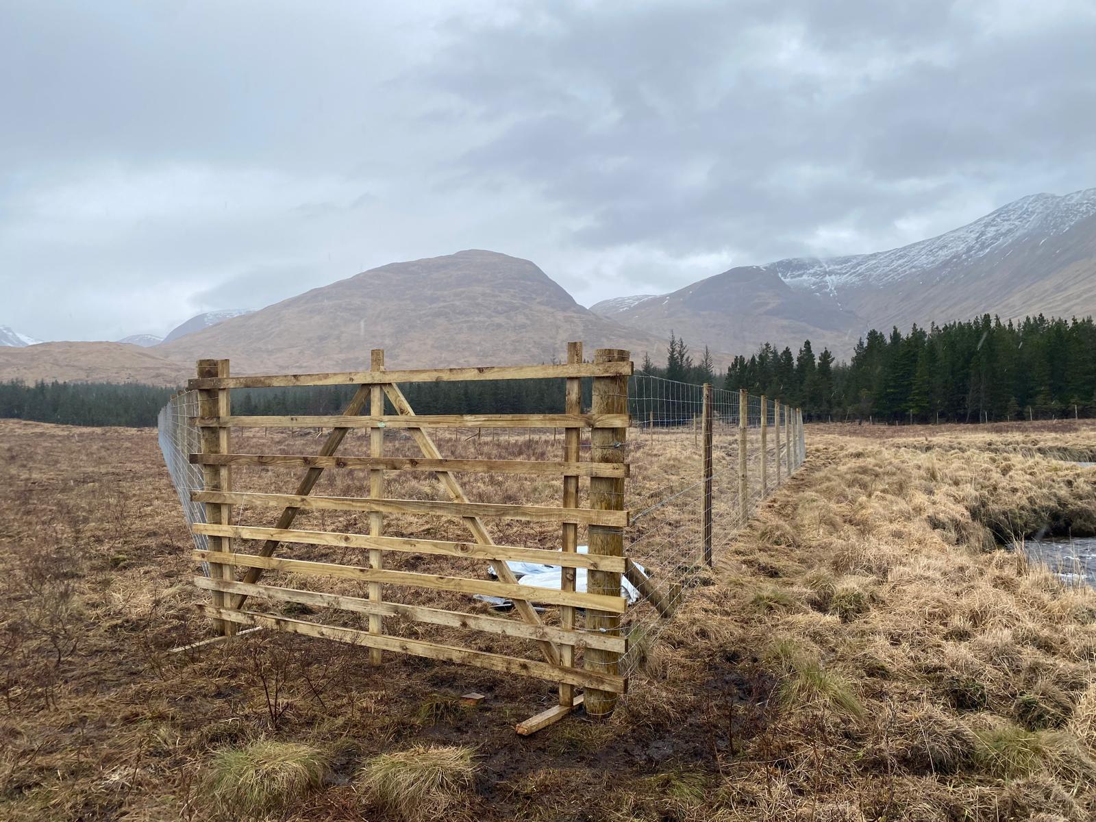 Our first enclosure will be complemented by planting individual guarded trees