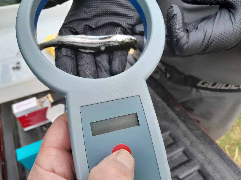 Recording the PIT tag code inside the smolt before being trucked to the River Awe
