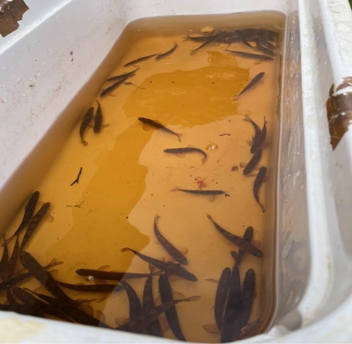 Transporting salmon parr from the River Ruel to the Otter Ferry Seafish hatchery facility