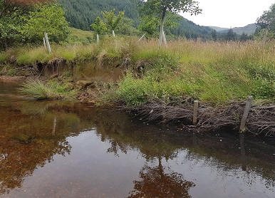 Sections of untreated (left) and green bank revetment treated bank (right)